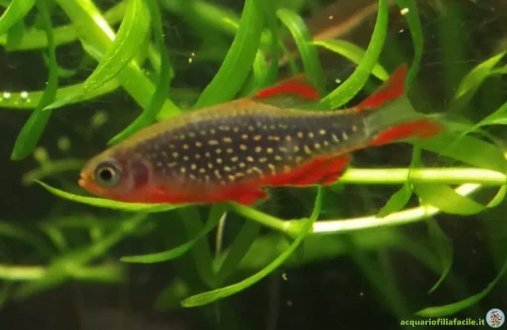 Esemplare maschio di Danio-rasbora galaxy