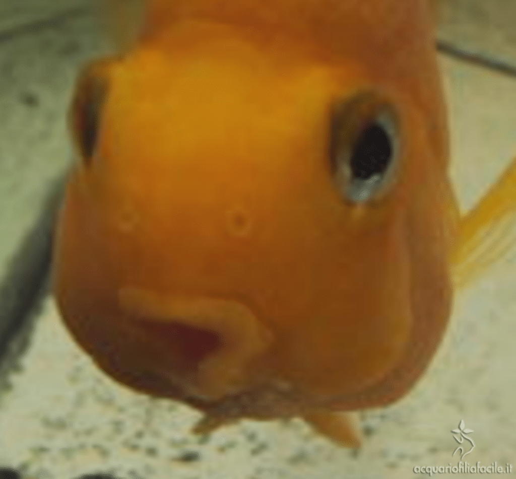 Pesce guarito con 6 giorni dopo la cura con alcoolatura d'aglio