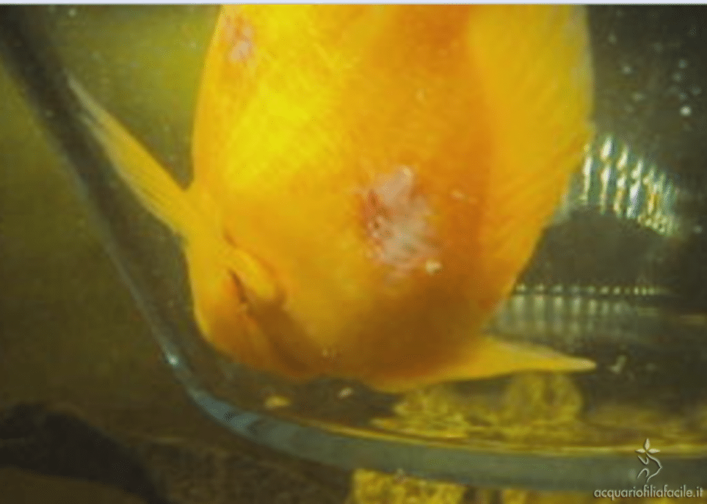 Pesce affetto da setticemia emorragica