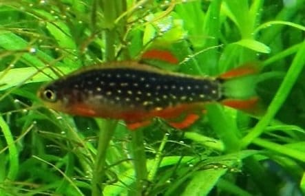 maschio Danio-rasbora galaxy