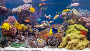 Un tuffo nella parte salata - Acquario marino