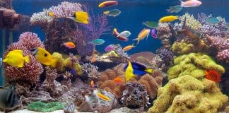 Un tuffo nella parte salata - Acquario marino