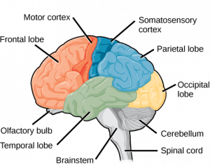 Cervello umano