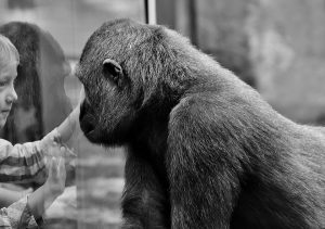gorilla