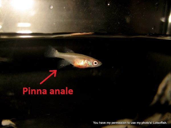 Nothobranchius guentheri femmina