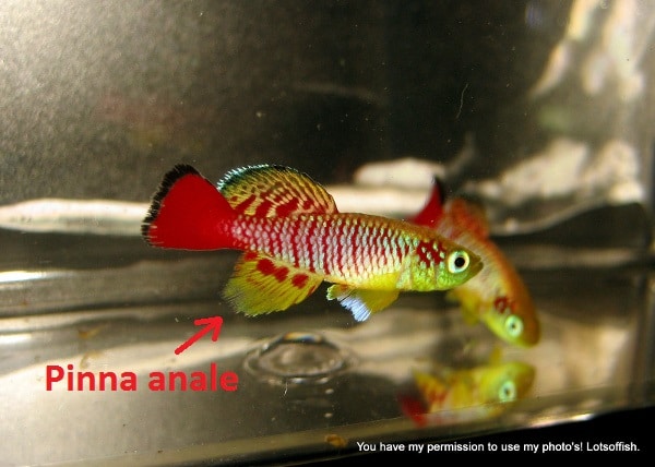 Nothobranchius guentheri maschio
