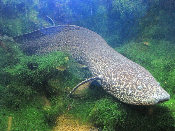 Protopterus aethiopicus