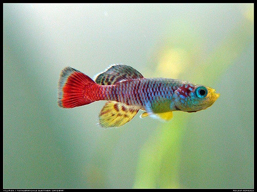 Giovane Nothobranchius guentheri