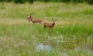 Impala