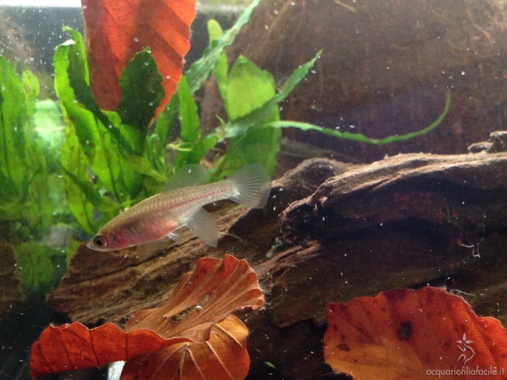 Nothobranchius guentheri femmina