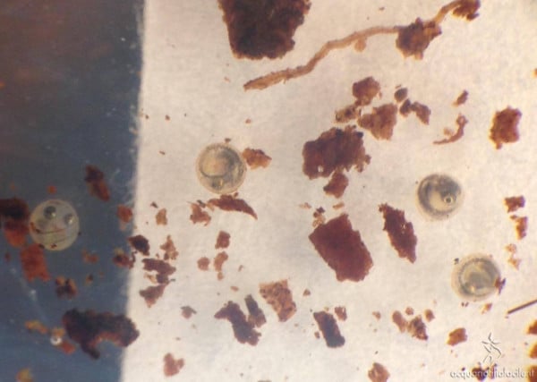 Uova di Nothobranchius