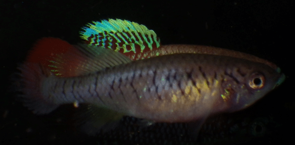Nothobranchius kilomberoensis pair