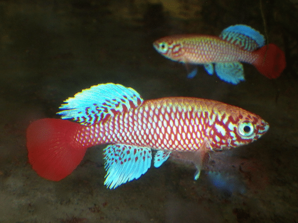 Nothobranchius kilomberoensis two males