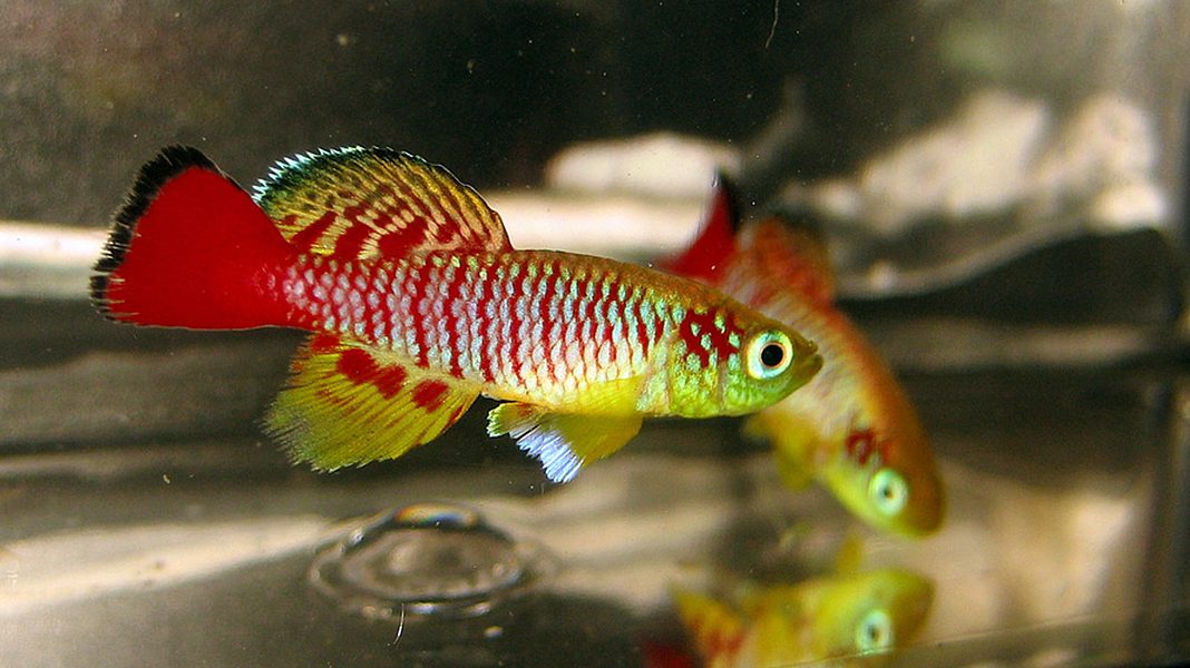 Nothobranchius, gioielli della pioggia