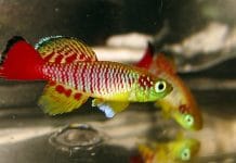 Nothobranchius, gioielli della pioggia