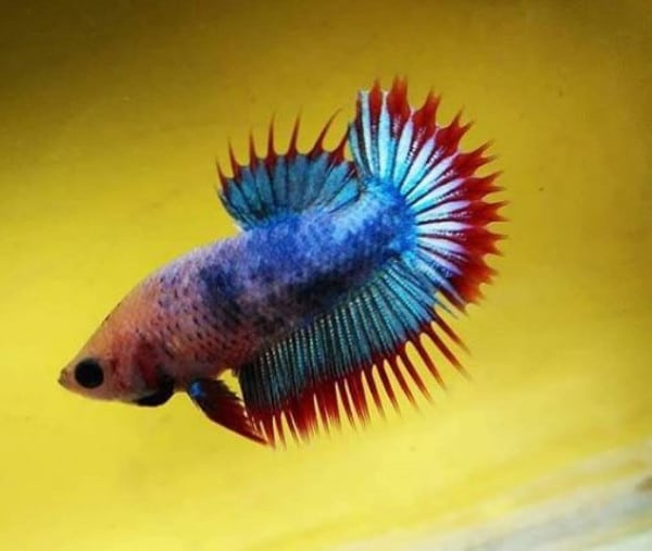 Betta show CtPk khifabetta