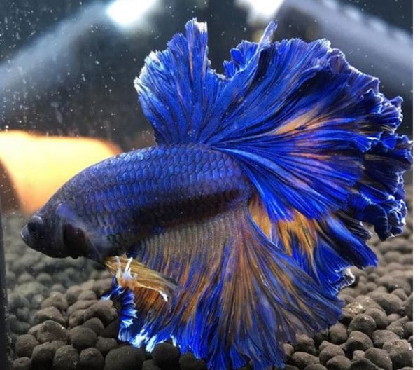 Betta show Feathertail hyakkasan0518