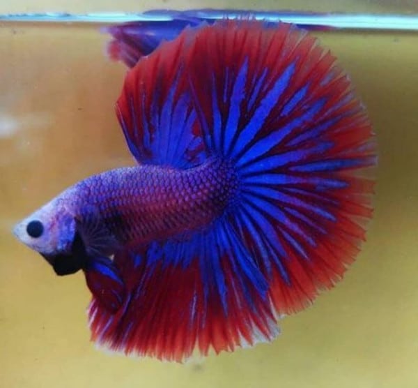 Betta show HM khifabetta