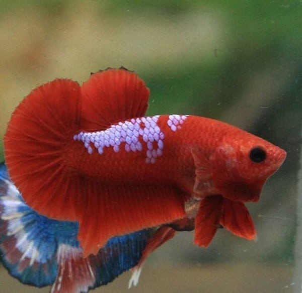 Betta show HmPk Banjiilabetta