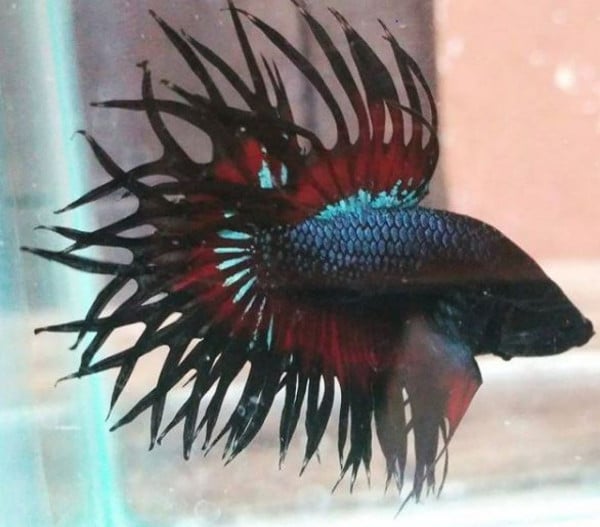 Betta show King ct khifabetta