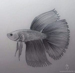 Betta show Combtail