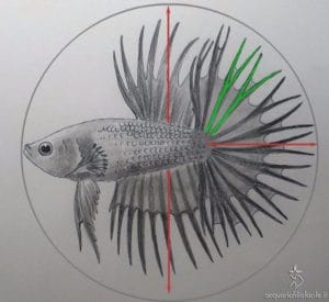 Betta show Crowntail double ray