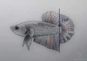 Disegno Betta show Hm pk