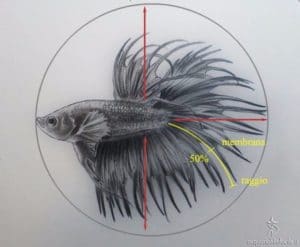 Disegno Betta show ct