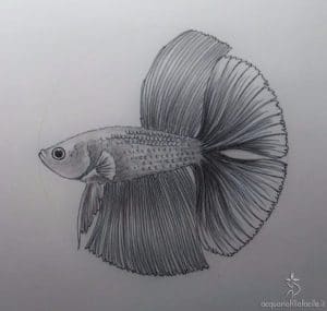 Betta show Doubletail