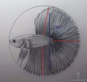 Betta show Halfsun