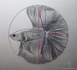 Betta Over Halfmoon