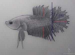 Disegno Betta show ct pk