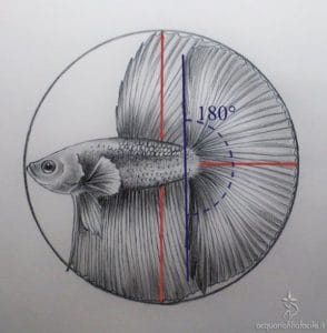 Disegno Betta HalfMoon