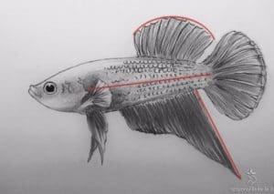 disegno Betta show trad pk