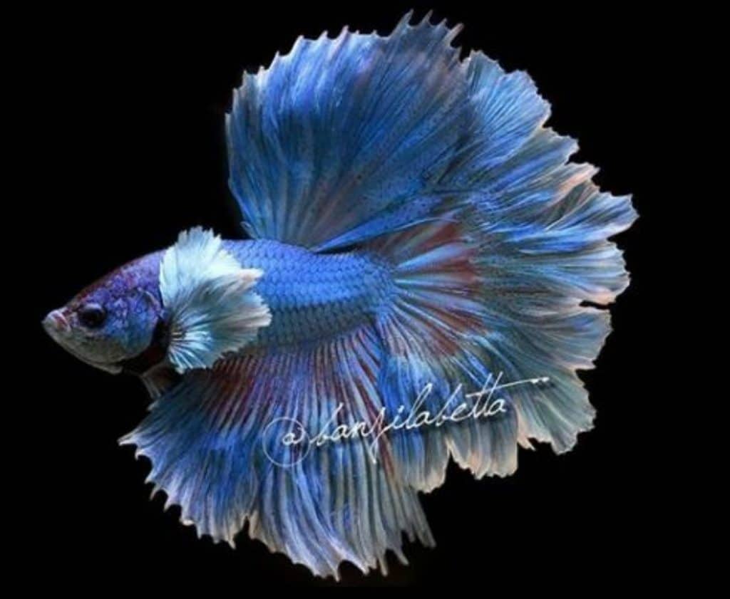 Betta show Rosetail Banjiilabetta
