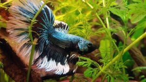 Classificazione dei Betta show