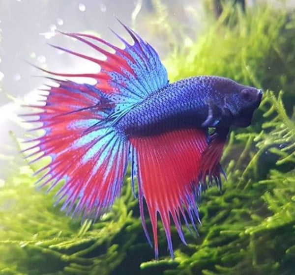 Betta show combtail unknown