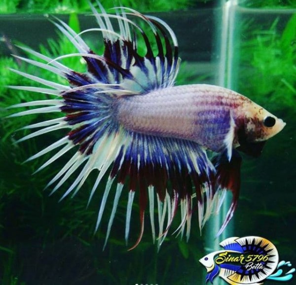 Betta show ct sinarbetta