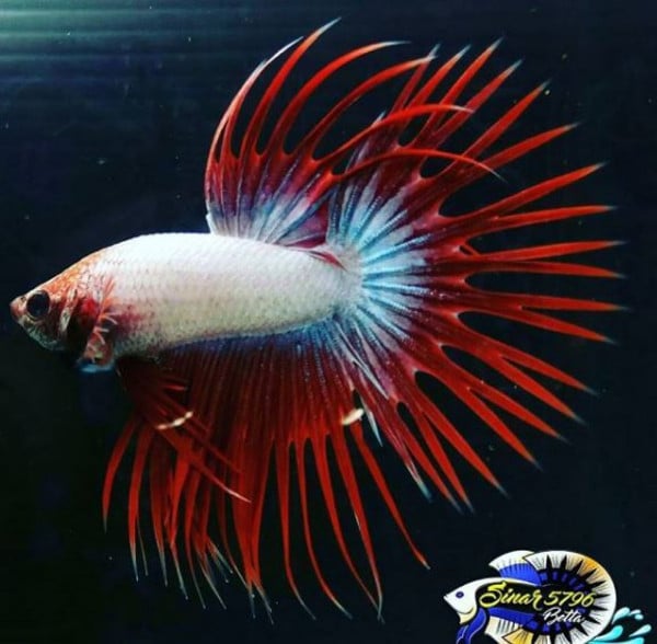 Betta show ct double ray dragon sinarbetta