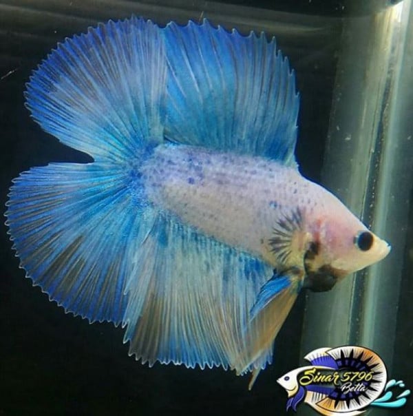 Betta show double tail sinarbetta