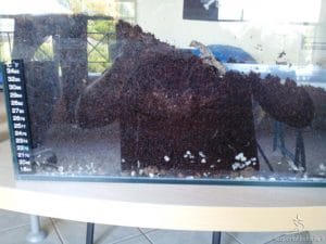 Terrario per tritone