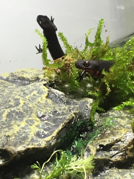 h. orientalis gold