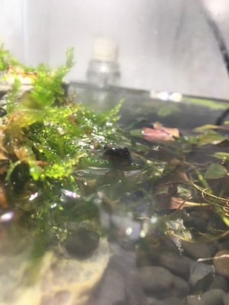 h. orientalis gold