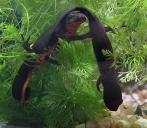 tritone h. orientalis goldsoul