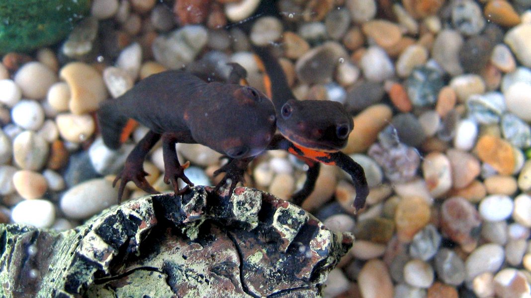 Hypselotriton orientalis: il tritone dal ventre di fuoco