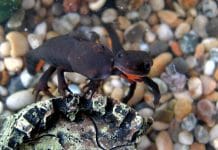 Hypselotriton orientalis: il tritone dal ventre di fuoco