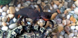 Hypselotriton orientalis: il tritone dal ventre di fuoco