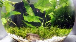 Piccoli acquari piantumati per Caridina
