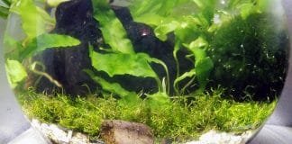 Piccoli acquari piantumati per Caridina