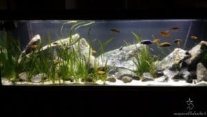 Markaf Acquario Malawi full mbuna Carmen